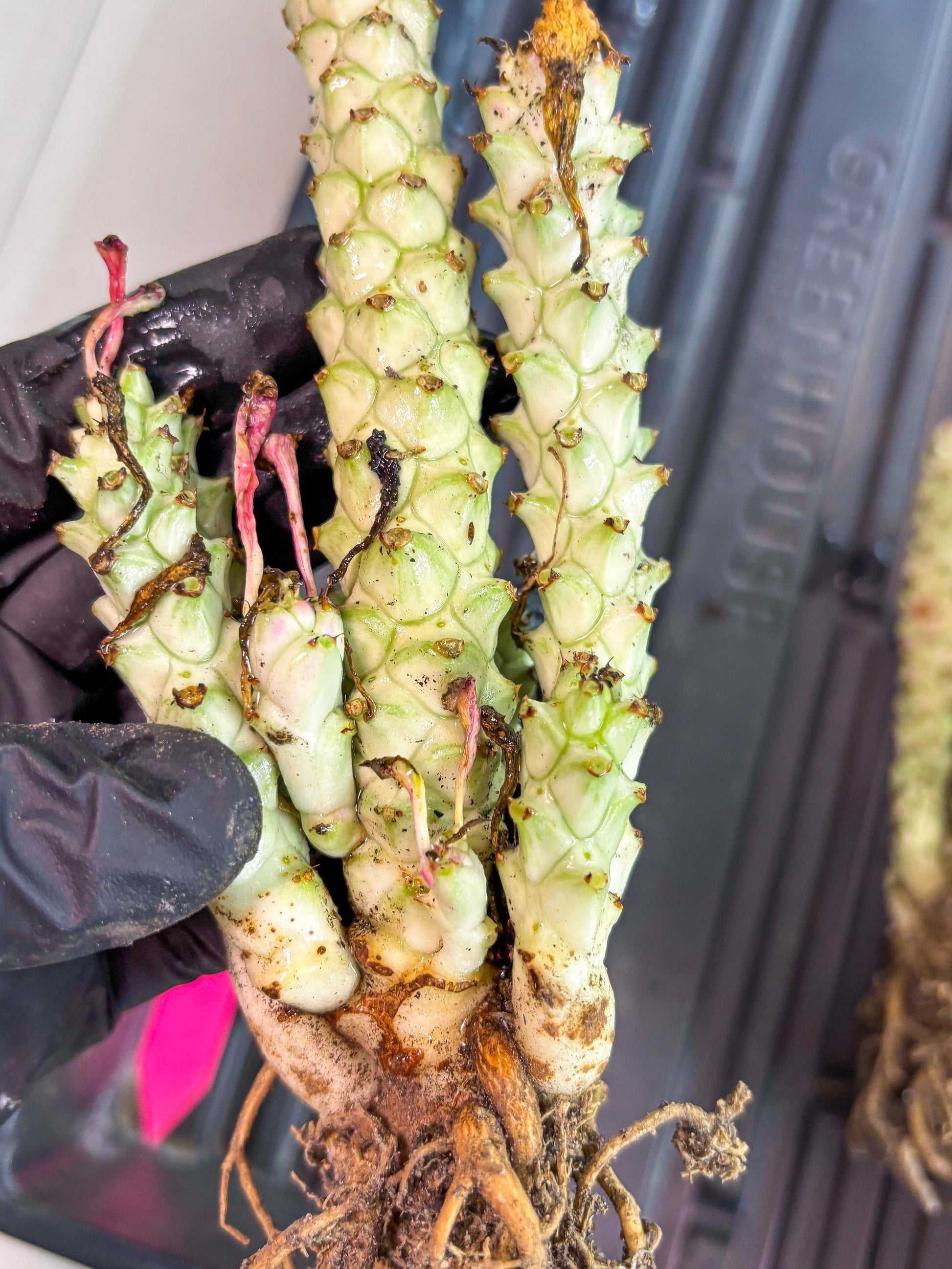 Variegated Euphorb Heteropodum Cluster (pink) | Rare Plant