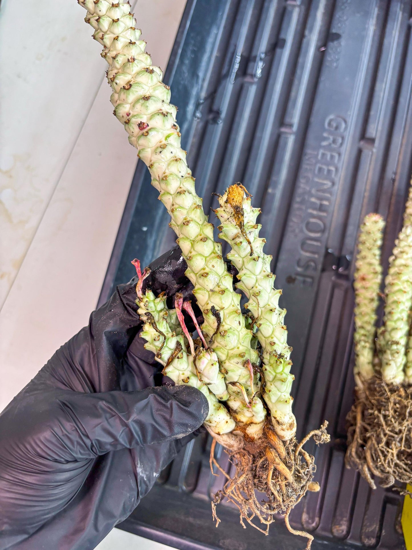 Variegated Euphorb Heteropodum Cluster (pink) | Rare Plant