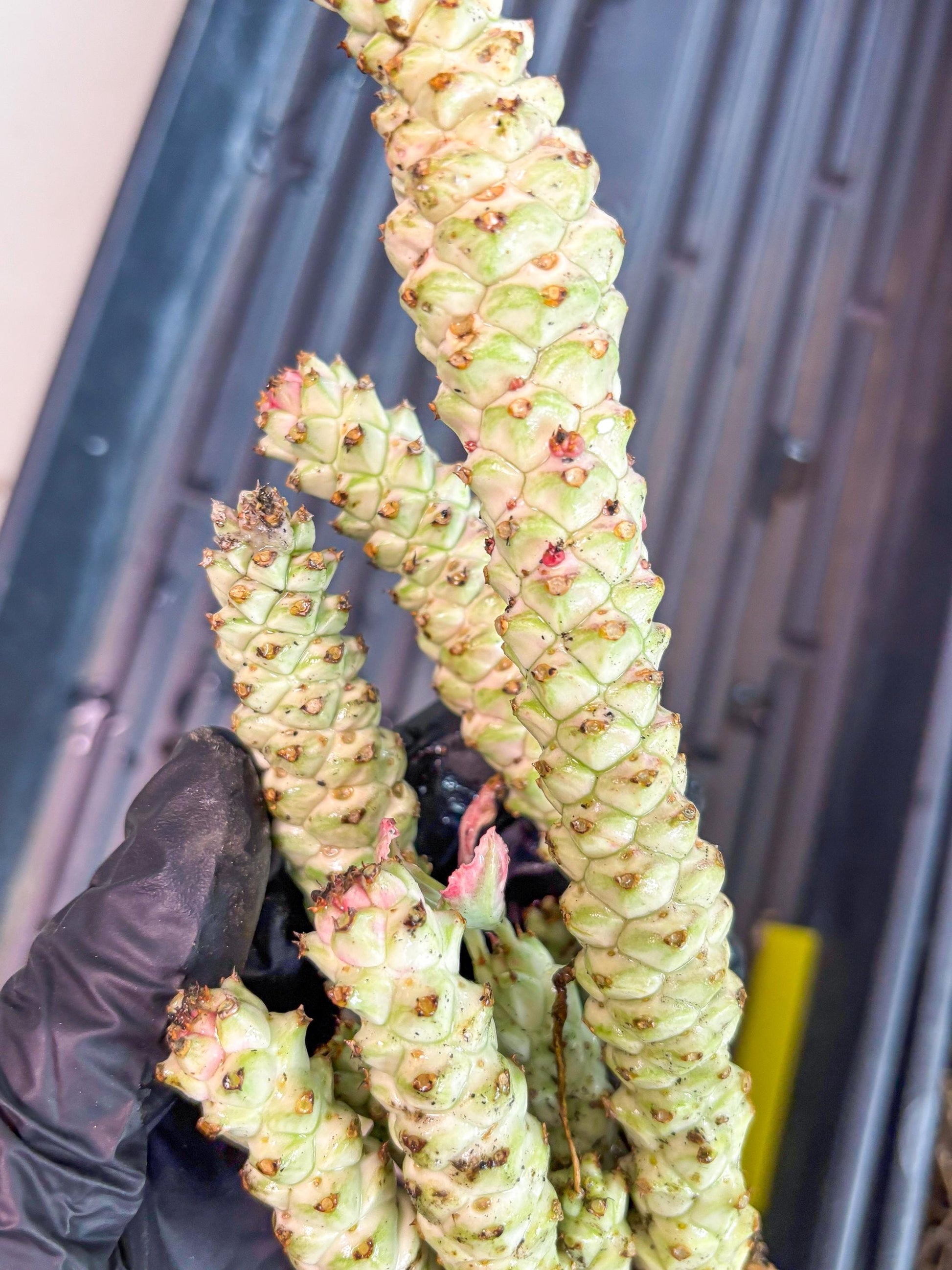 Variegated Euphorb Heteropodum Cluster (yellow) | Rare Plant