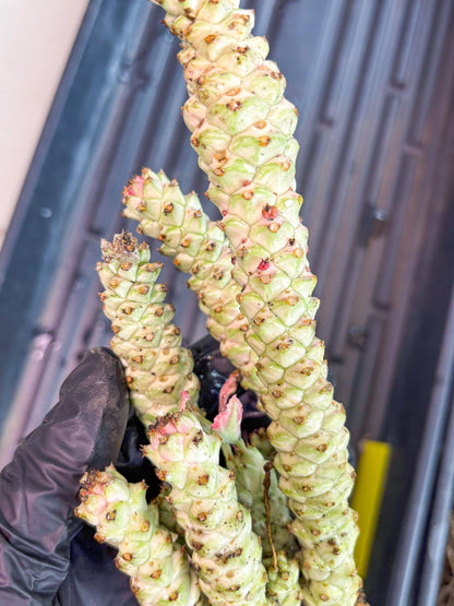 Variegated Euphorb Heteropodum Cluster (yellow) | Rare Plant