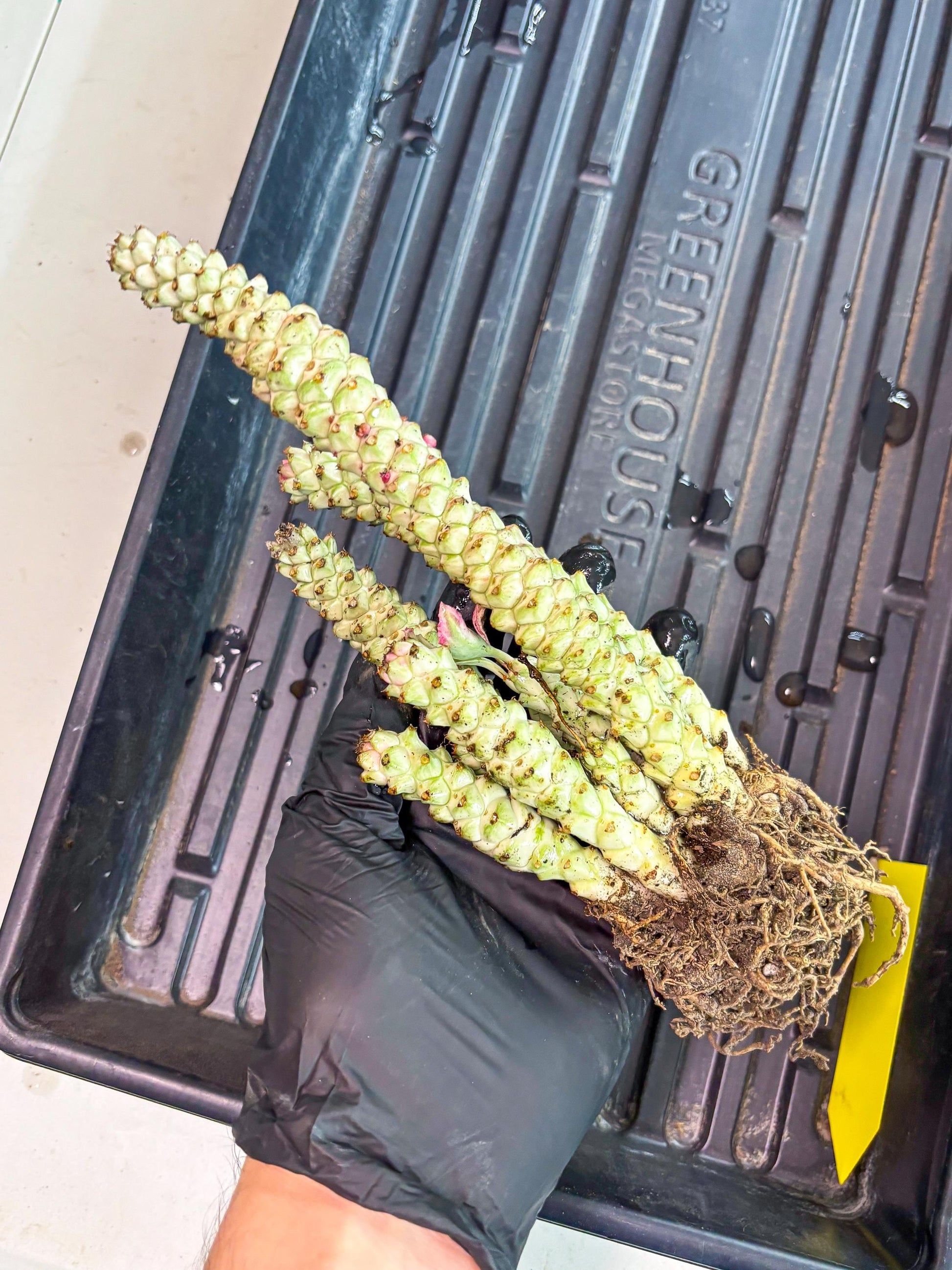 Variegated Euphorb Heteropodum Cluster (yellow) | Rare Plant