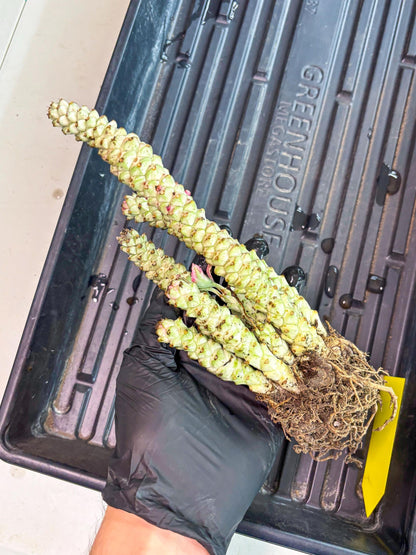 Variegated Euphorb Heteropodum Cluster (yellow) | Rare Plant