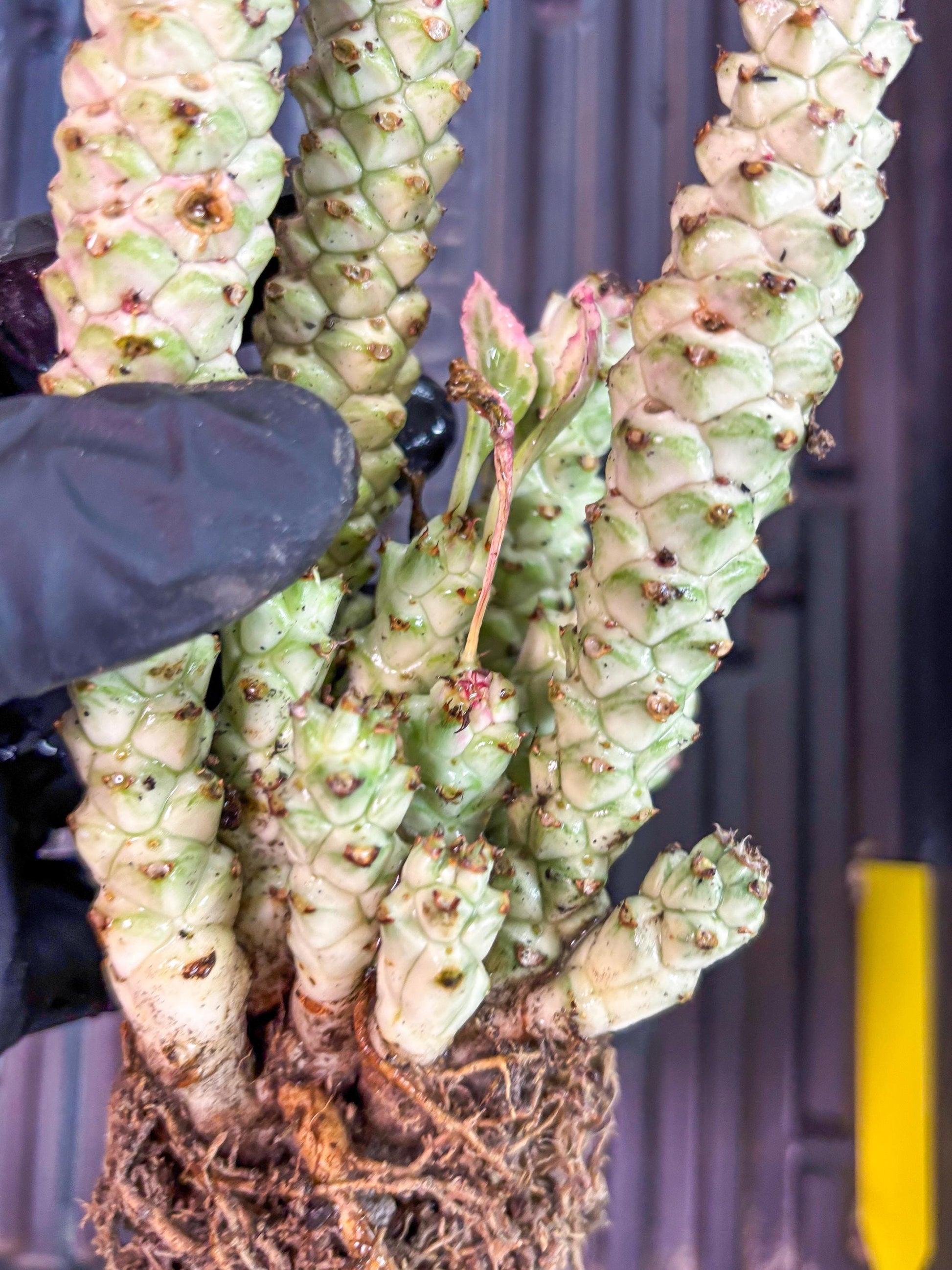 Variegated Euphorb Heteropodum Cluster (yellow) | Rare Plant