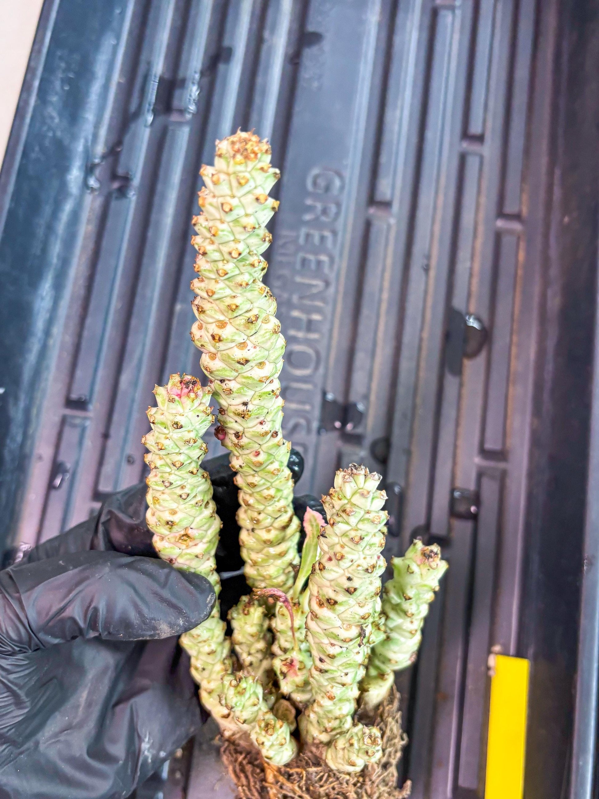 Variegated Euphorb Heteropodum Cluster (yellow) | Rare Plant