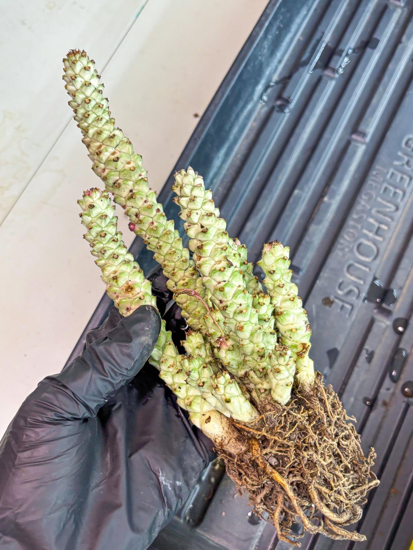 Variegated Euphorb Heteropodum Cluster (yellow) | Rare Plant