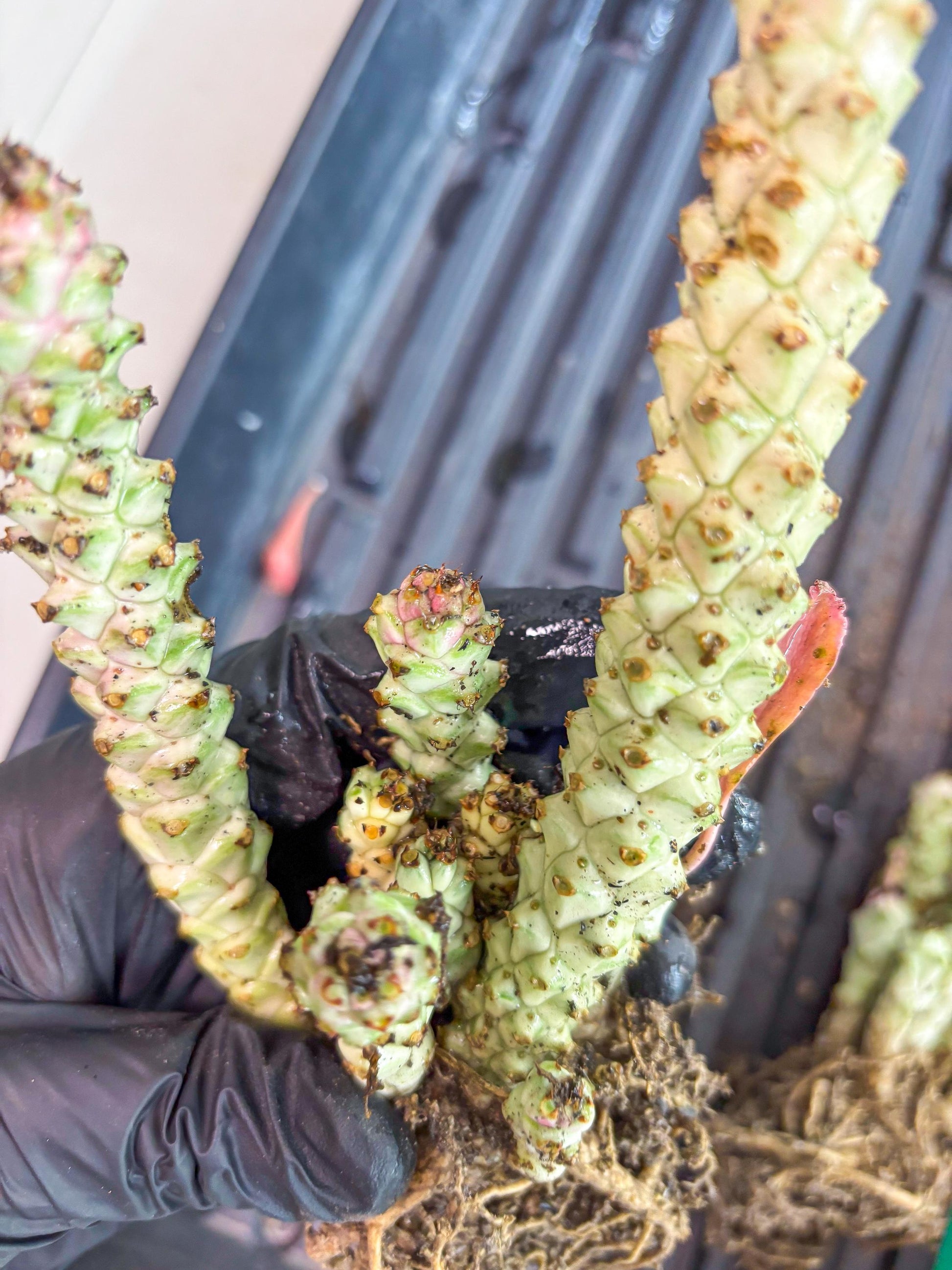 Variegated Euphorb Heteropodum Cluster (blue) | Rare Plant