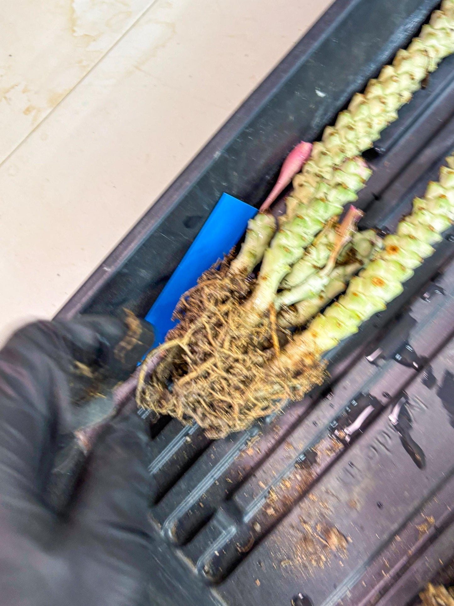 Variegated Euphorb Heteropodum Cluster (blue) | Rare Plant