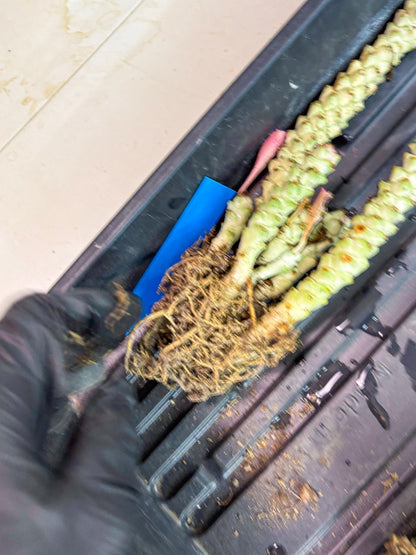 Variegated Euphorb Heteropodum Cluster (blue) | Rare Plant