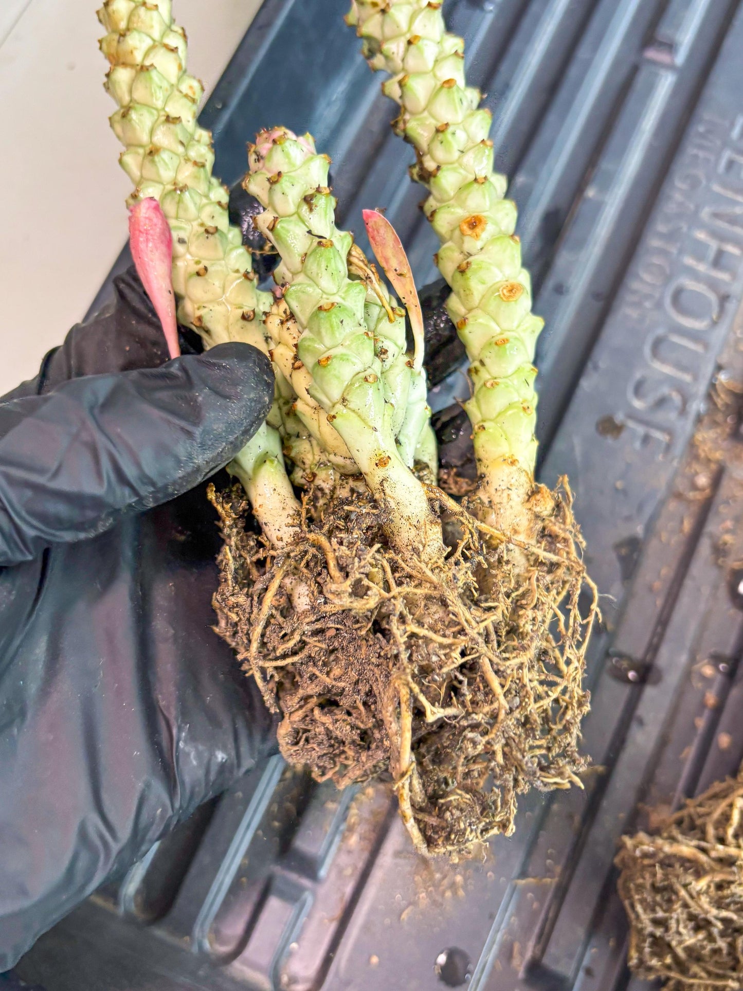 Variegated Euphorb Heteropodum Cluster (blue) | Rare Plant