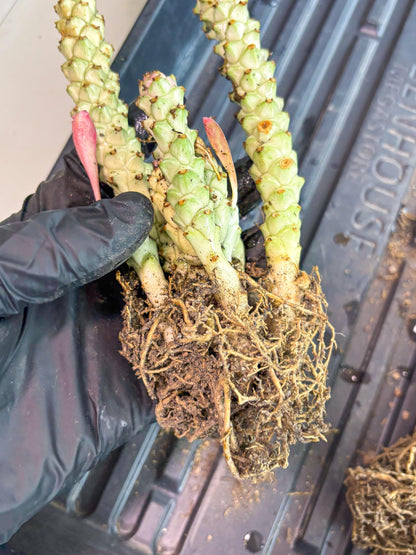 Variegated Euphorb Heteropodum Cluster (blue) | Rare Plant