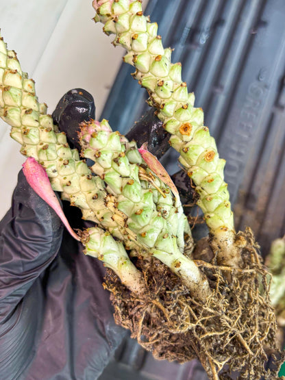 Variegated Euphorb Heteropodum Cluster (blue) | Rare Plant