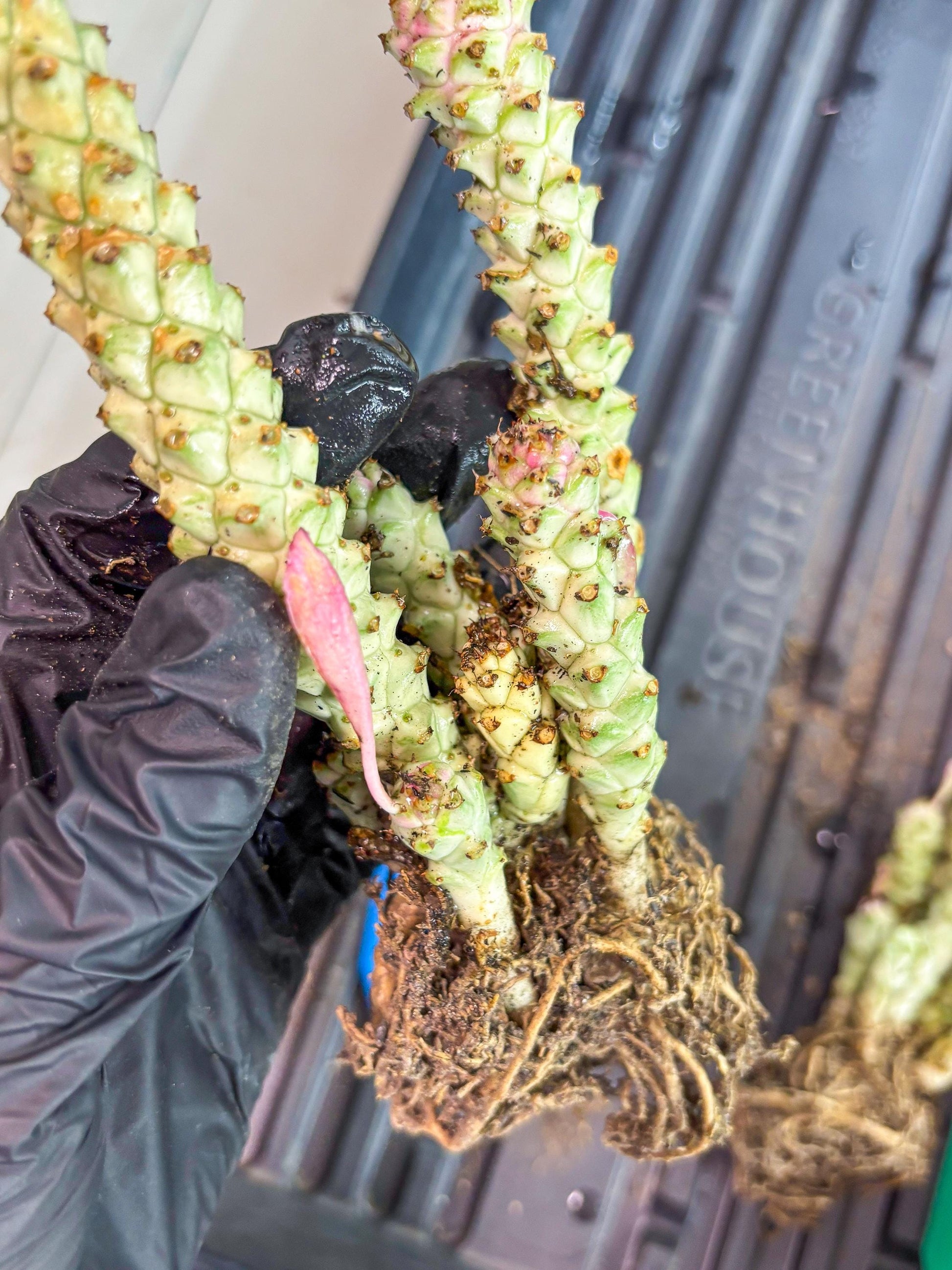 Variegated Euphorb Heteropodum Cluster (blue) | Rare Plant