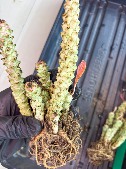 Variegated Euphorb Heteropodum Cluster (blue) | Rare Plant