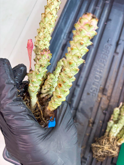 Variegated Euphorb Heteropodum Cluster (blue) | Rare Plant