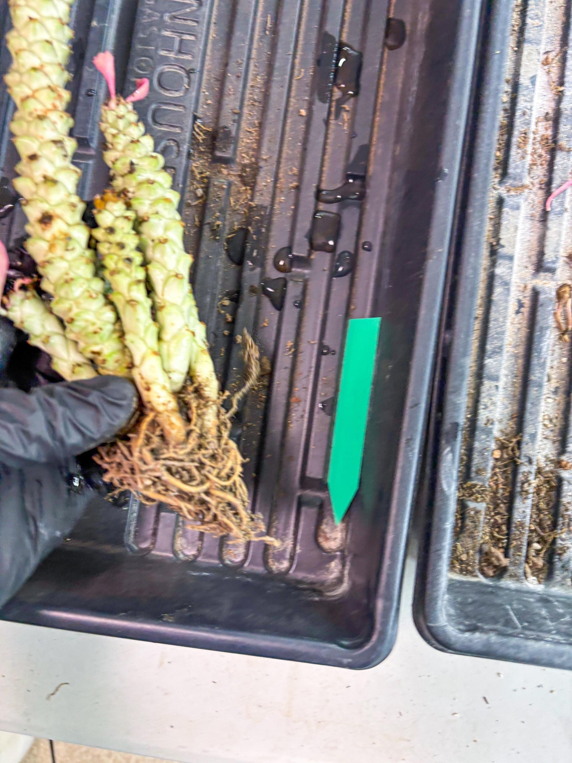 Variegated Euphorb Heteropodum Cluster (Green) | Rare Plant