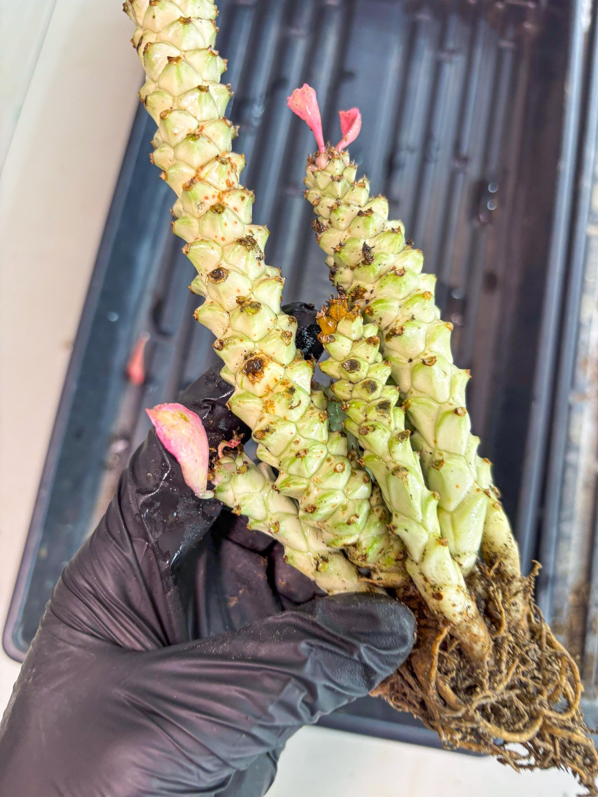 Variegated Euphorb Heteropodum Cluster (Green) | Rare Plant