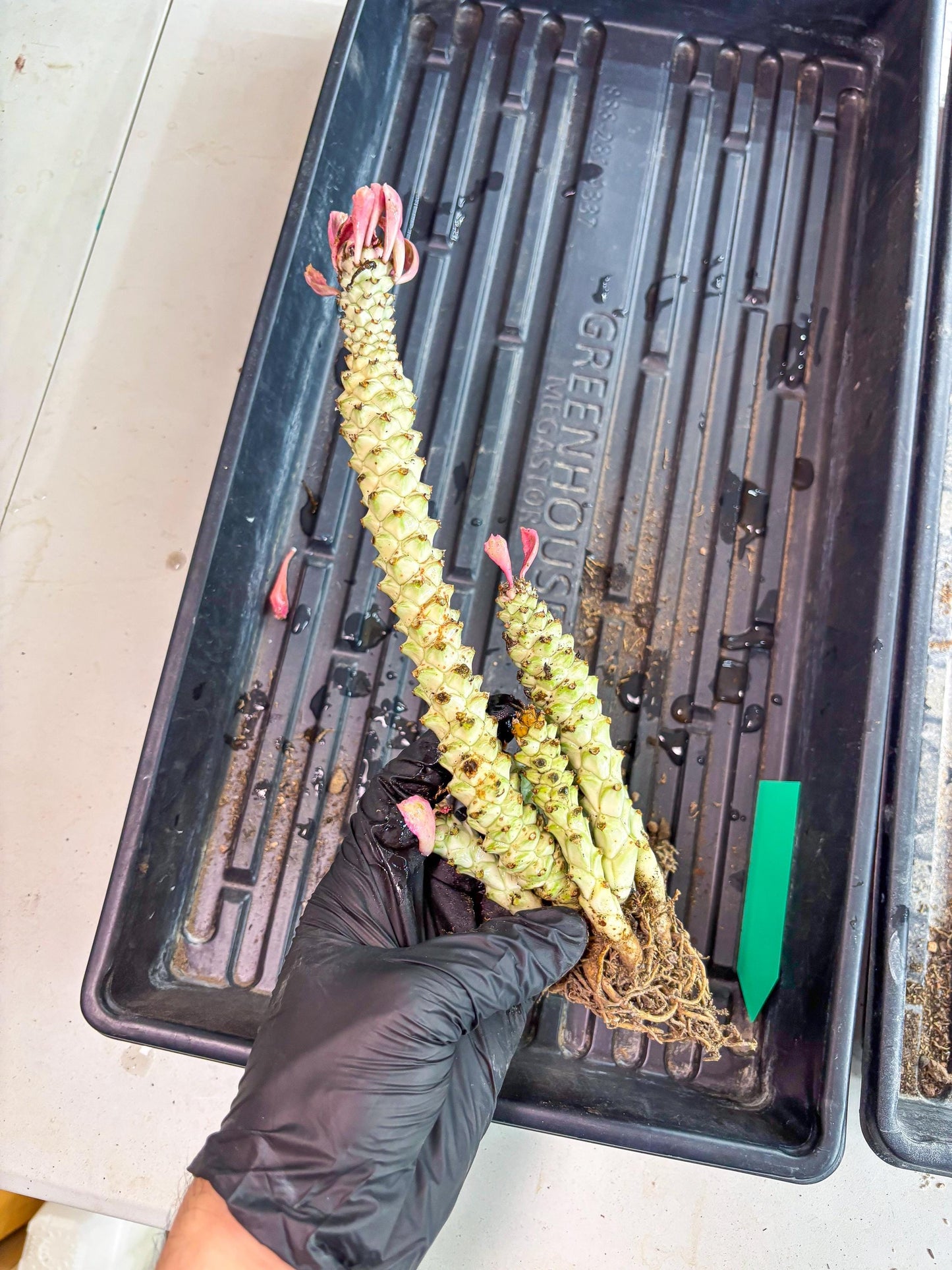 Variegated Euphorb Heteropodum Cluster (Green) | Rare Plant