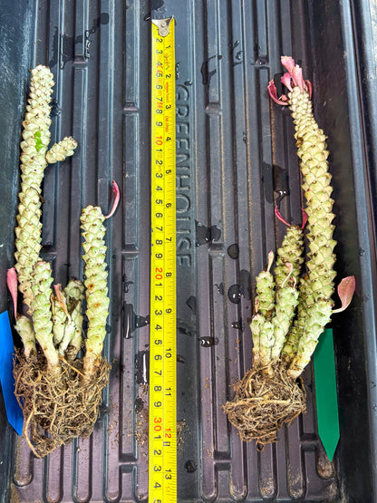 Variegated Euphorb Heteropodum Cluster (Green) | Rare Plant