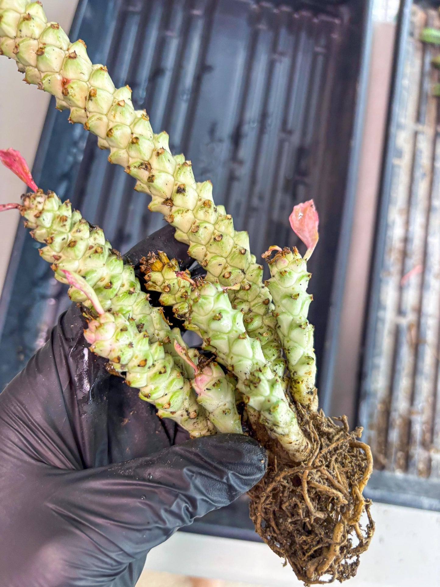 Variegated Euphorb Heteropodum Cluster (Green) | Rare Plant