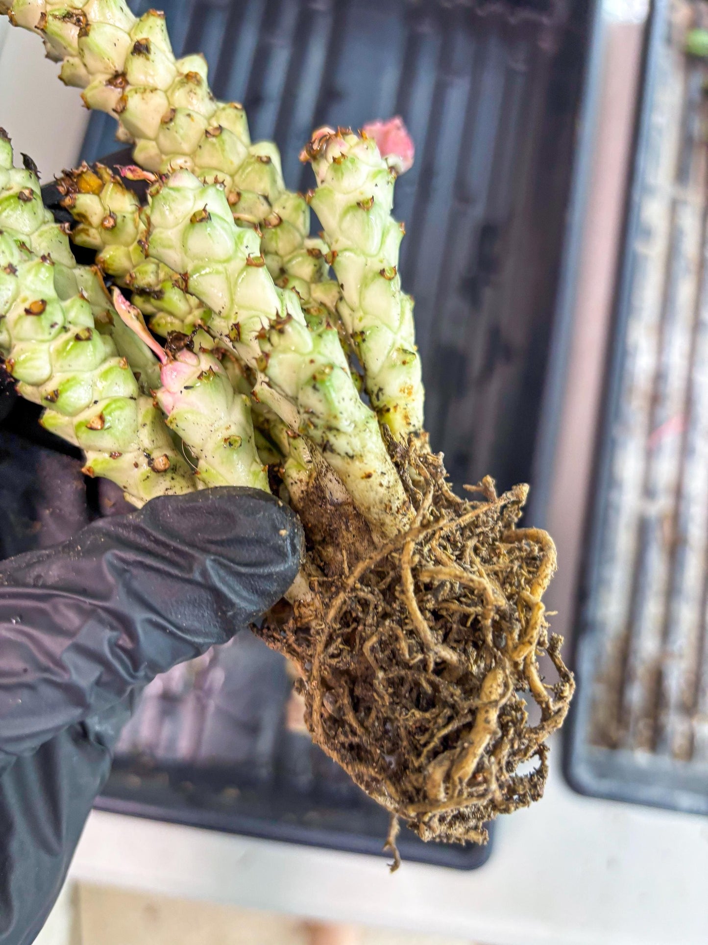 Variegated Euphorb Heteropodum Cluster (Green) | Rare Plant