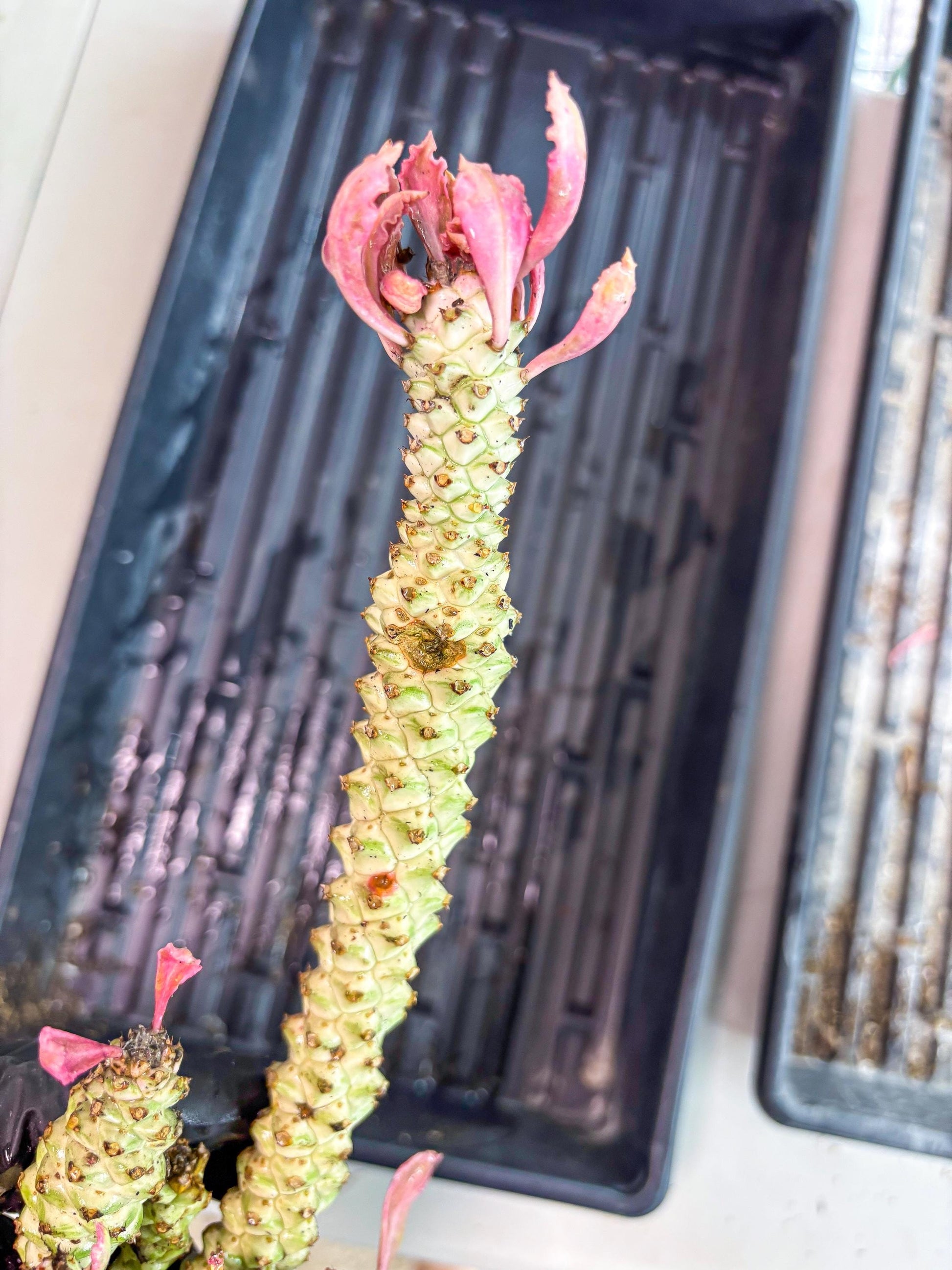 Variegated Euphorb Heteropodum Cluster (Green) | Rare Plant