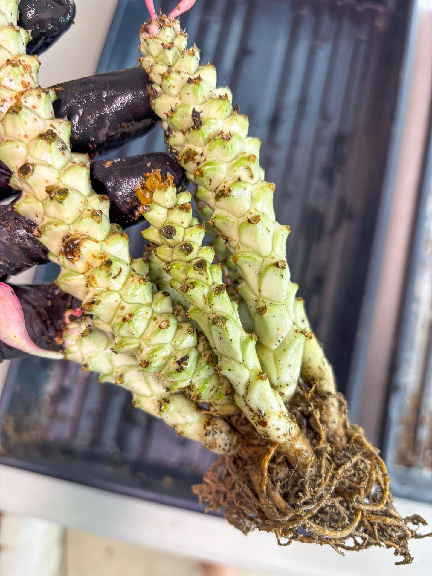 Variegated Euphorb Heteropodum Cluster (Green) | Rare Plant