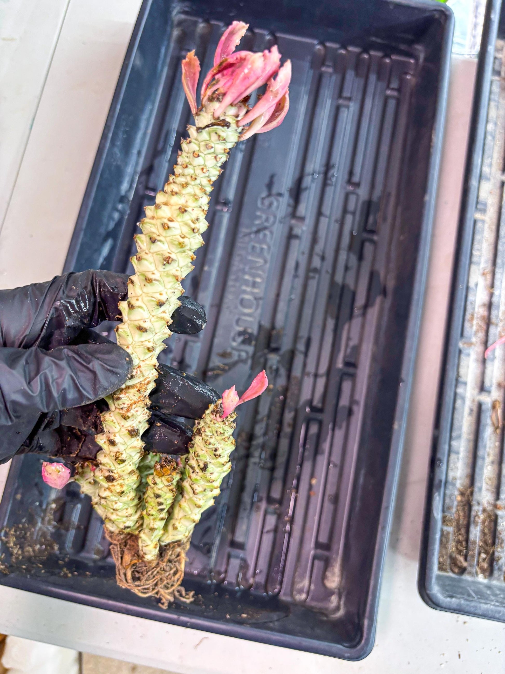 Variegated Euphorb Heteropodum Cluster (Green) | Rare Plant