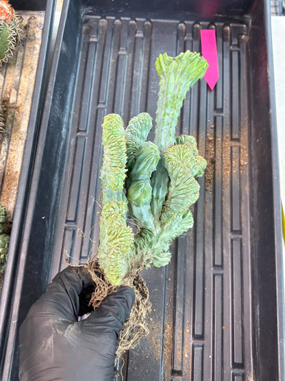 Polaskia Chichipe Cristata Hort (p) | Rare Find