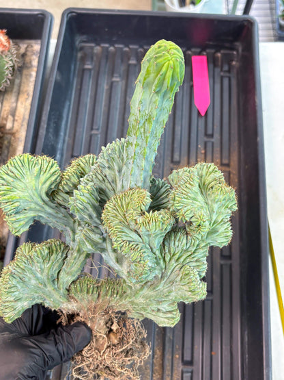 Polaskia Chichipe Cristata Hort (p) | Rare Find