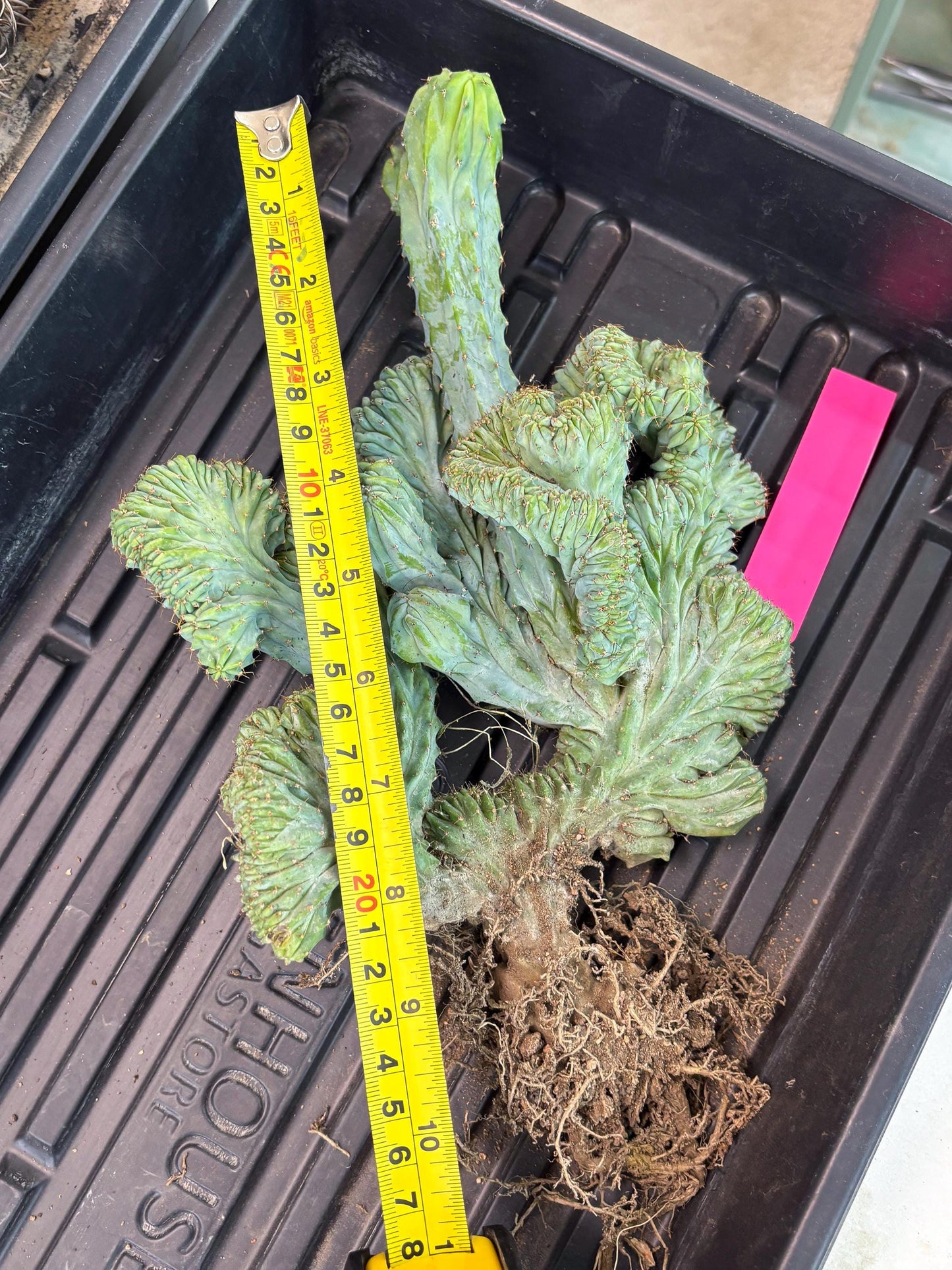 Polaskia Chichipe Cristata Hort (p) | Rare Find