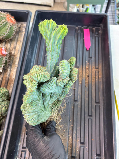 Polaskia Chichipe Cristata Hort (p) | Rare Find