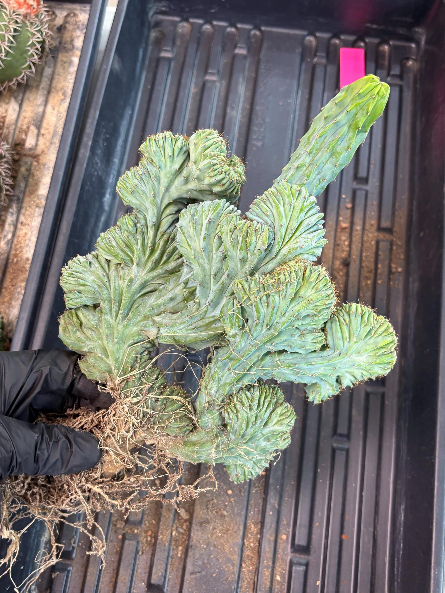 Polaskia Chichipe Cristata Hort (p) | Rare Find