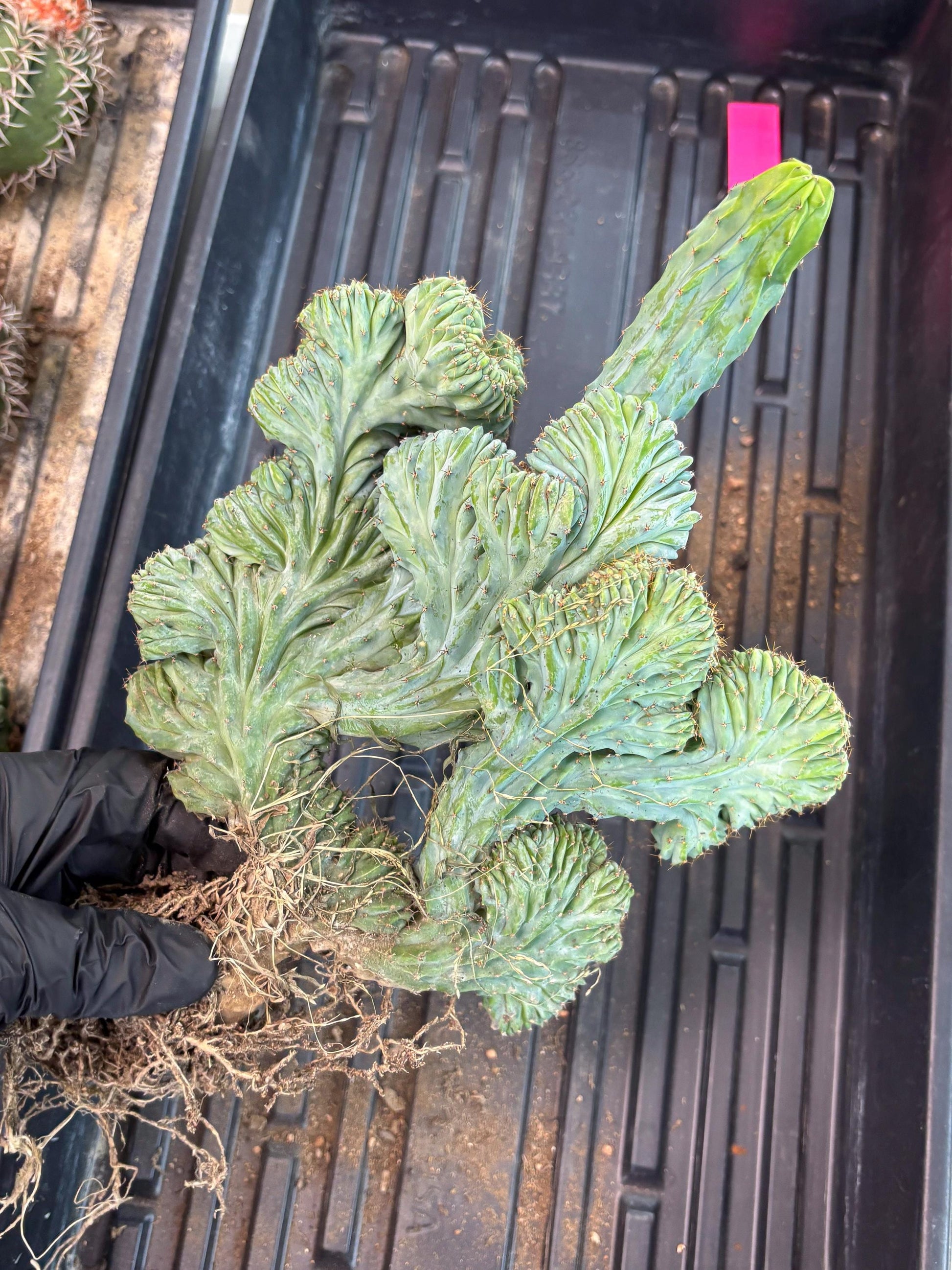 Polaskia Chichipe Cristata Hort (p) | Rare Find