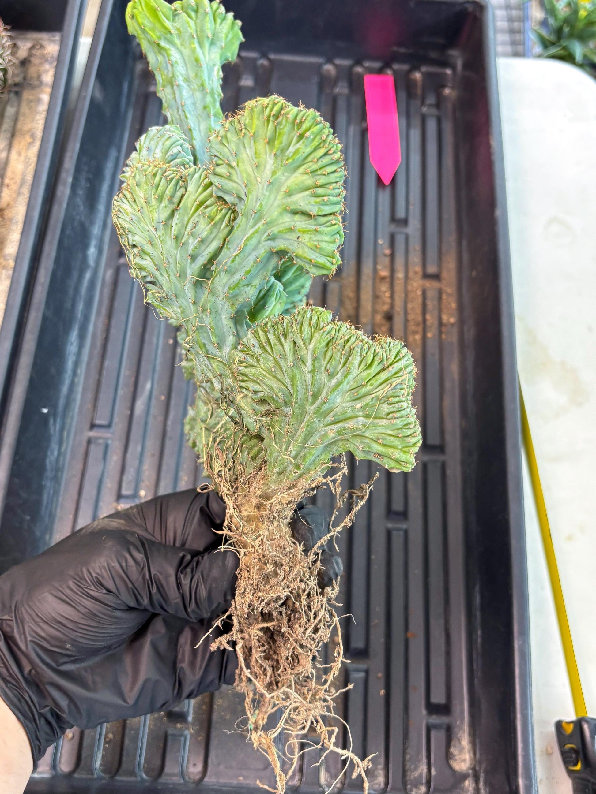 Polaskia Chichipe Cristata Hort (p) | Rare Find