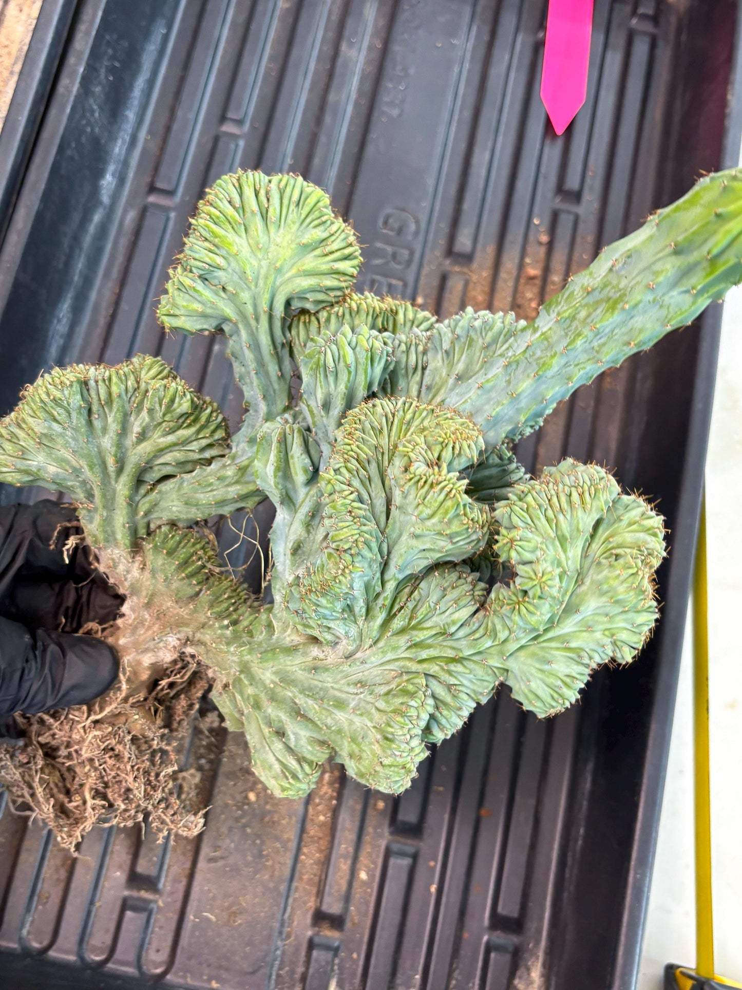 Polaskia Chichipe Cristata Hort (p) | Rare Find