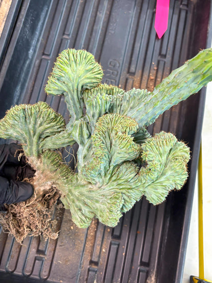 Polaskia Chichipe Cristata Hort (p) | Rare Find