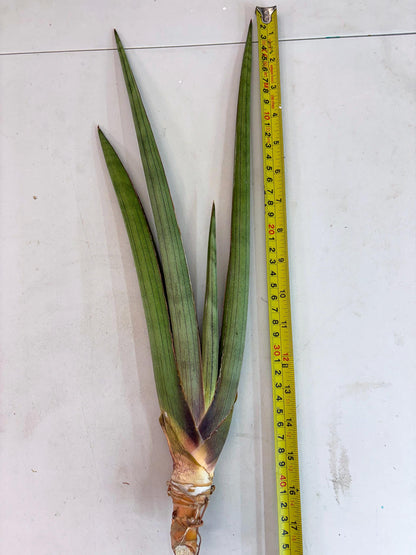 Sansevieria Shiro Midori (r10) | New Imported Hybrids