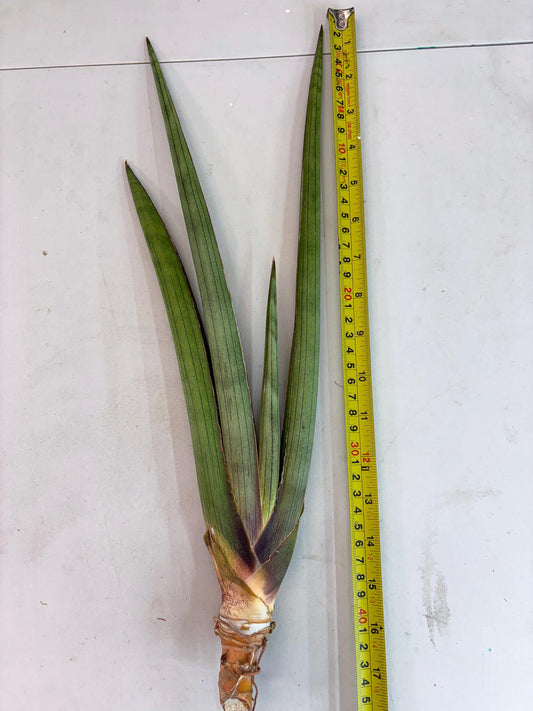 Sansevieria Shiro Midori (r10) | New Imported Hybrids
