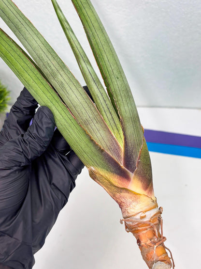 Sansevieria Shiro Midori (r10) | New Imported Hybrids