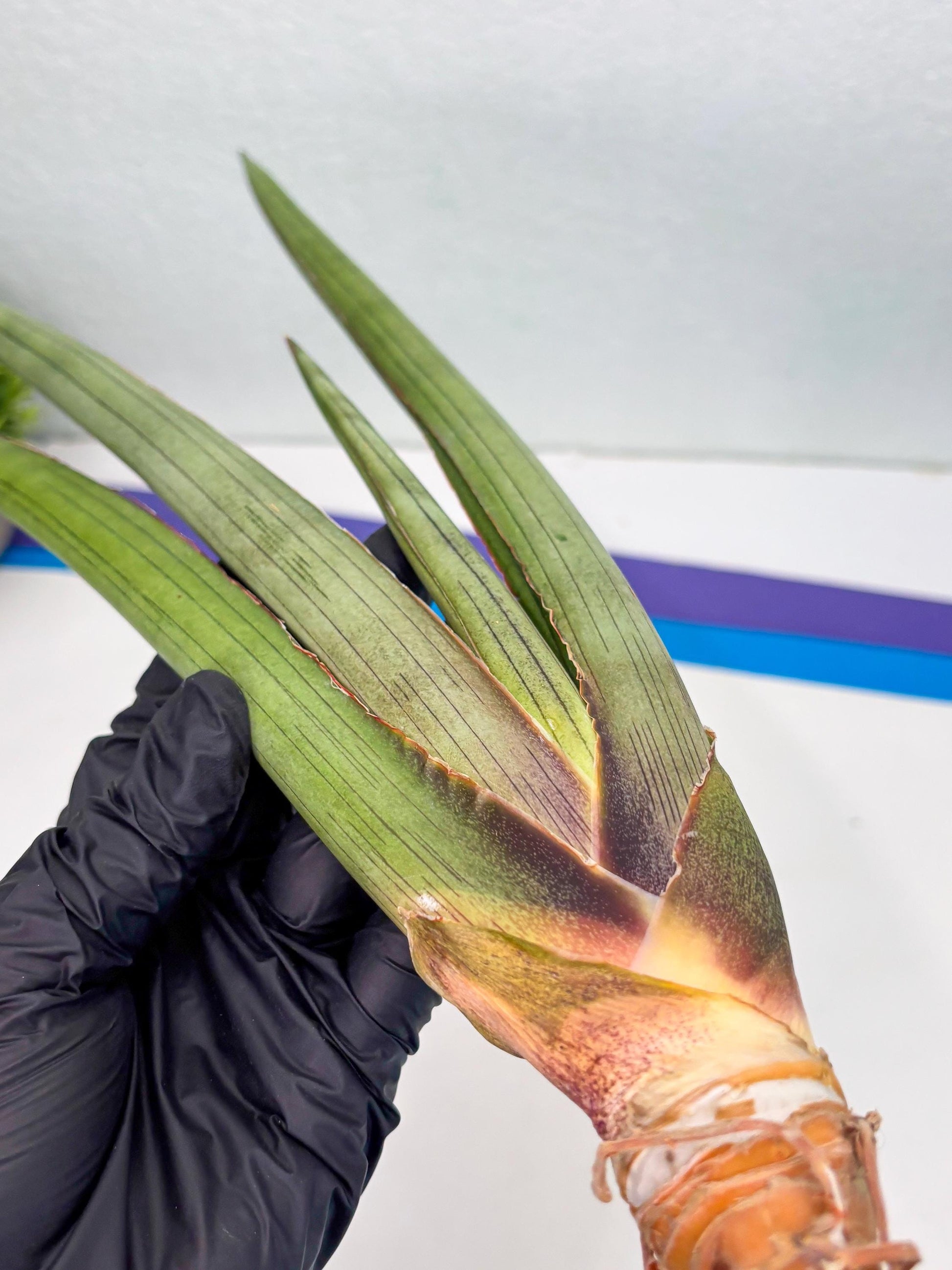 Sansevieria Shiro Midori (r10) | New Imported Hybrids