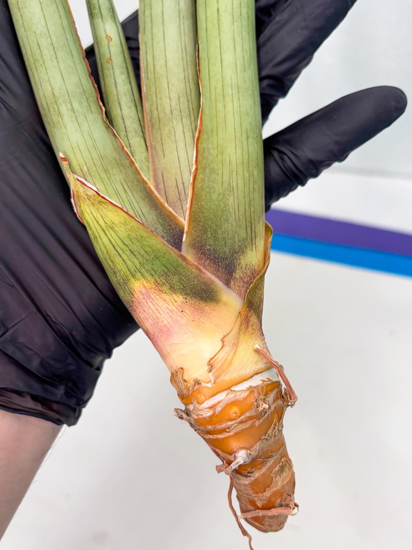 Sansevieria Shiro Midori (r10) | New Imported Hybrids