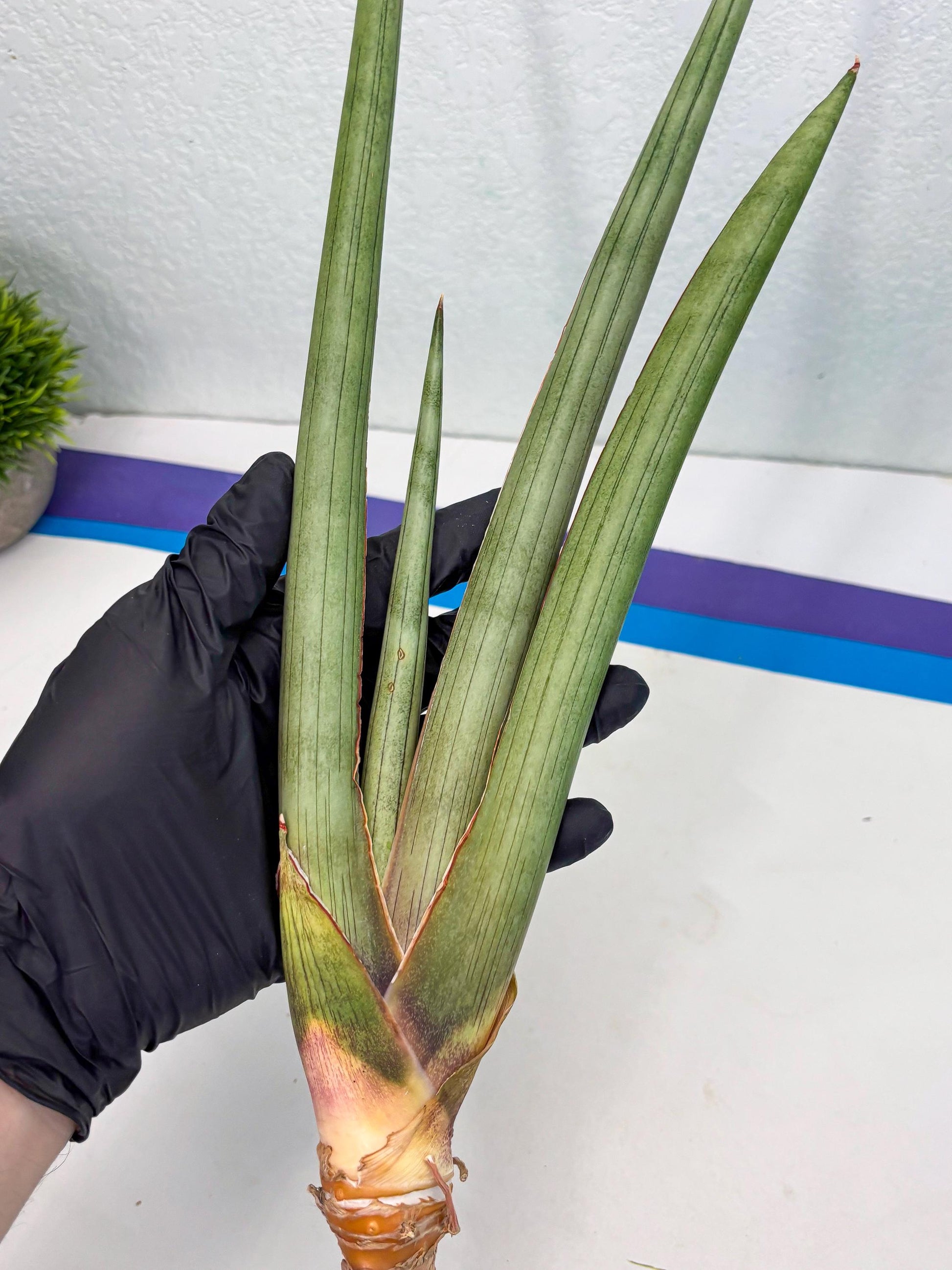 Sansevieria Shiro Midori (r10) | New Imported Hybrids