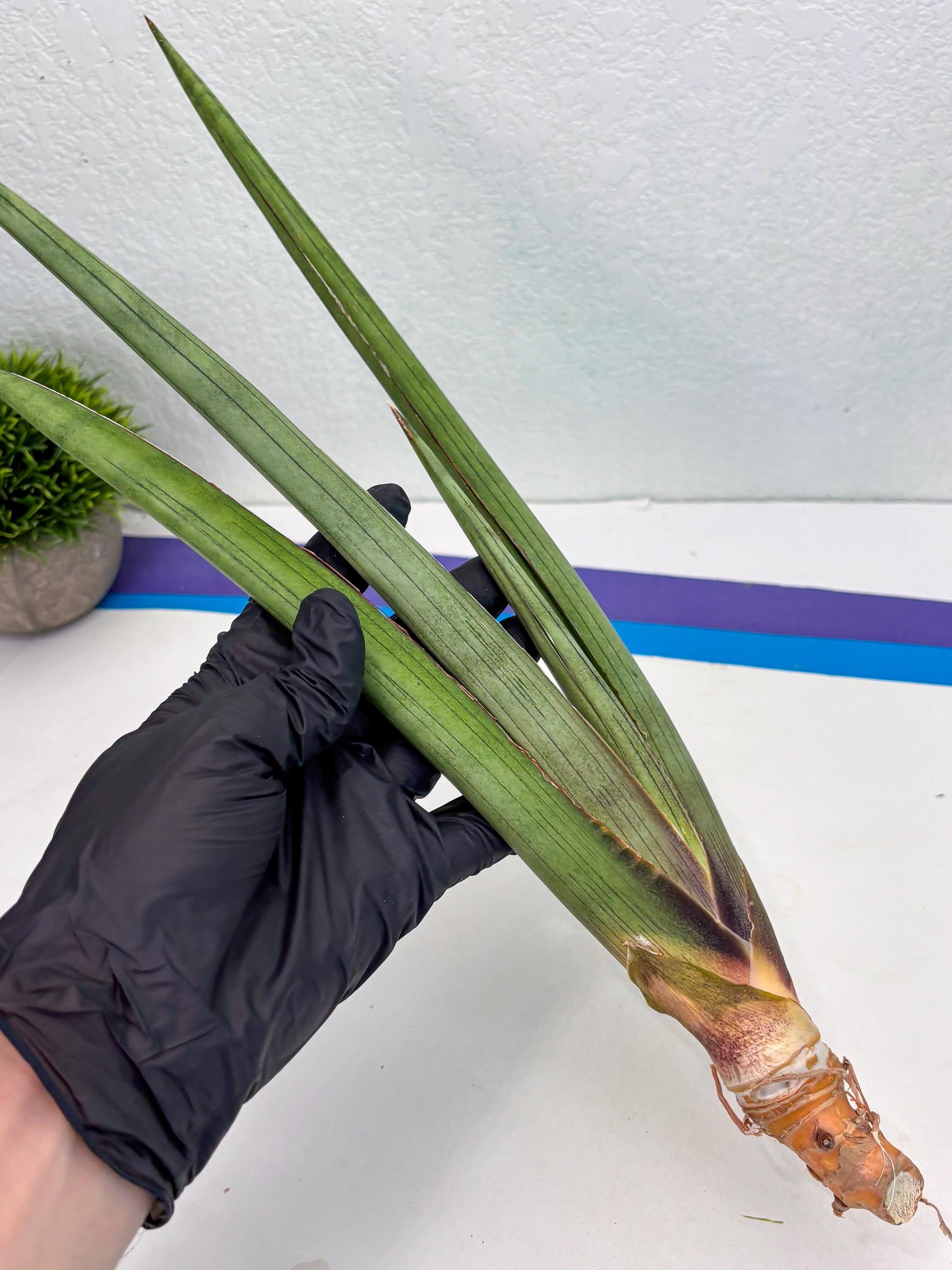 Sansevieria Shiro Midori (r10) | New Imported Hybrids