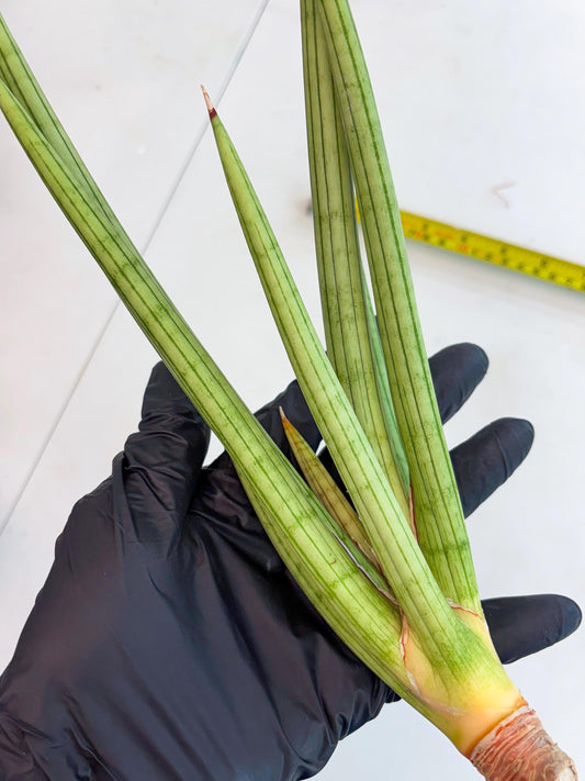 Sansevieria Alawo Eve (r17) | New Imported Hybrids