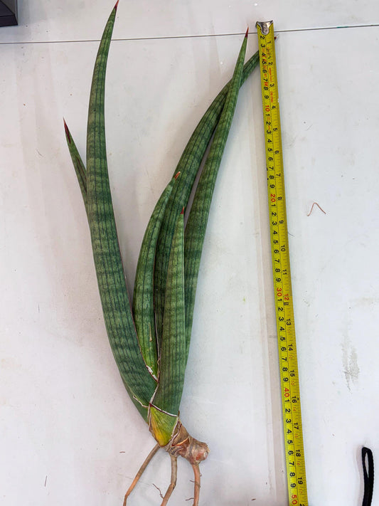 Sansevieria Serpente (r18) | New Imported Hybrids
