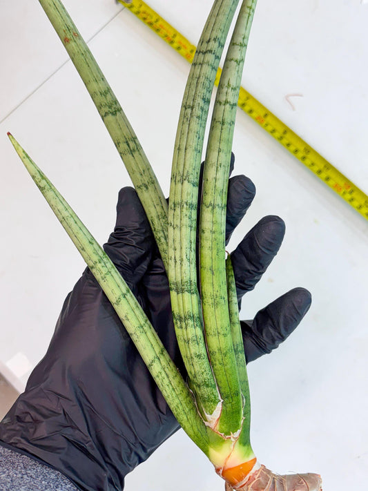 Sansevieria Licht (p2) | New Imported Hybrids