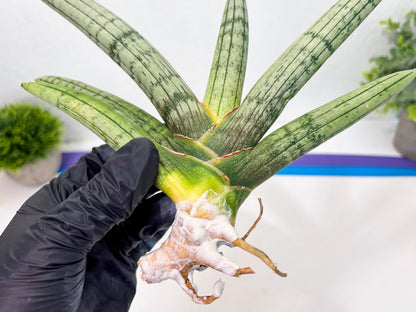 Sansevieria Akuola Ocha (2) (ca1) | Rare House Plant