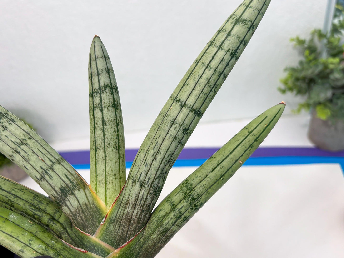 Sansevieria Akuola Ocha (2) (ca1) | Rare House Plant