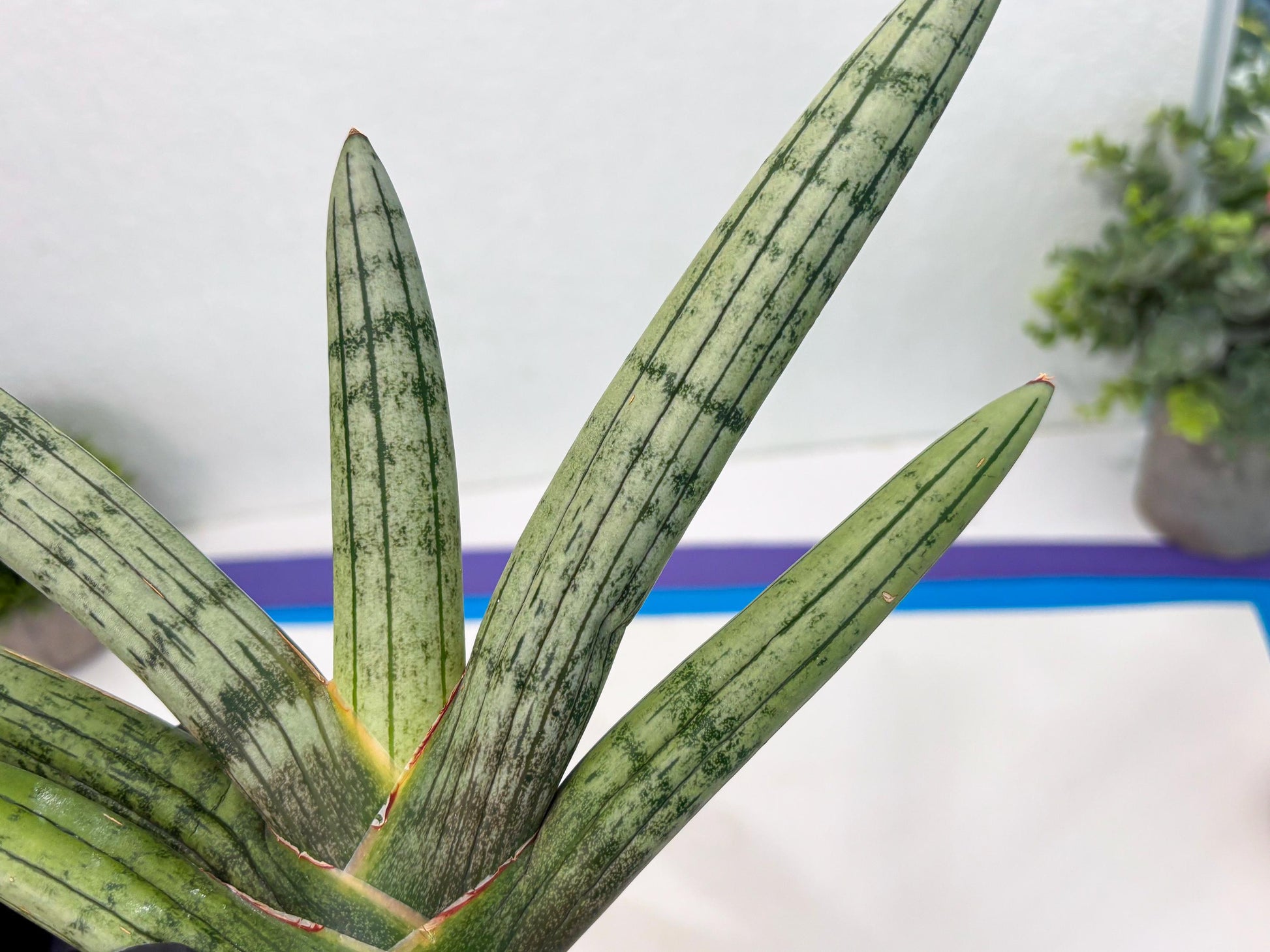 Sansevieria Akuola Ocha (2) (ca1) | Rare House Plant