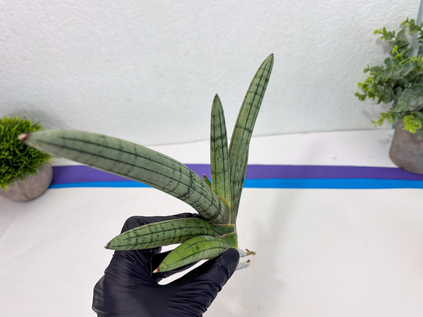 Sansevieria Akuola Ocha (2) (ca1) | Rare House Plant